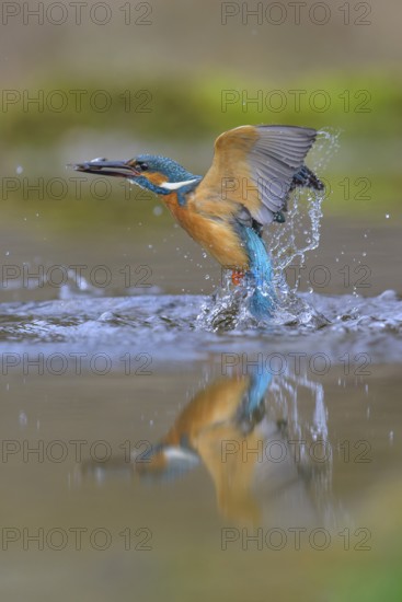 Kingfisher (Alcedo atthis), taking off from the water with a fish in its beak, Lechauen, Bavaria, Germany