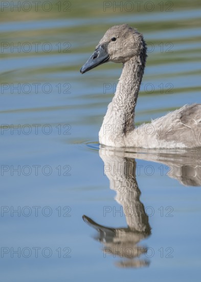 Mute swan (Cygnus olor) young bird swimming on a pond, Thuringia, Germany