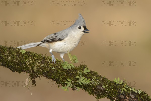 Tufted Titmouse (Baeolophus bicolor) singing, Texas, USA