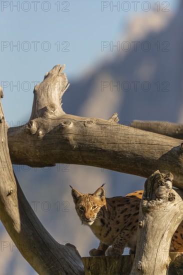 One Eurasian lynx, (Lynx lynx), resting high up on a dead tree. Side view with mountains in the background