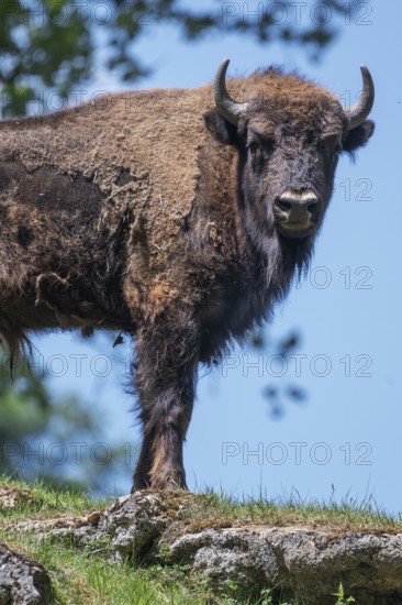 European bison (Bison bonasus) , game park, Bavaria, Germany