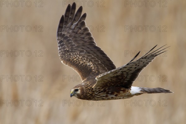 Northern Harrier (Circus hudsonius) juvenile flying, Utah, USA