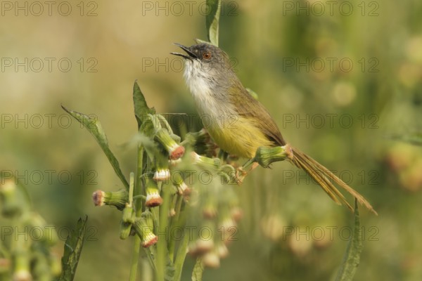 Yellow-bellied Prinia (Prinia flaviventris) male singing, Doi Lang, Thailand