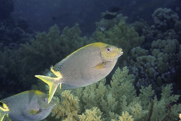 Spotted rabbitfish (Siganus stellatus laqueus)
