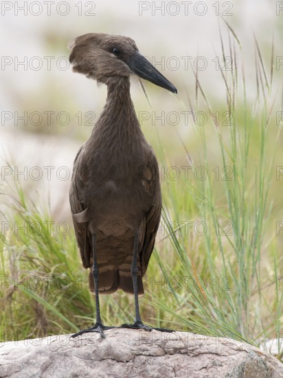 Hamerkop (Scopus umbretta), South Africa