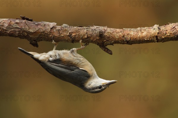 Eurasian Nuthatch (Sitta europaea), Utrecht, Netherlands