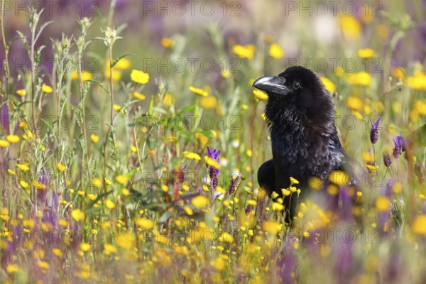 Raven, Common Raven, Raven, (Corvus cor), Grand Corbeau, Hides De Calera / Valley Hide, Calera Y Chozas, Castilla La Mancha / Toledo, Spain