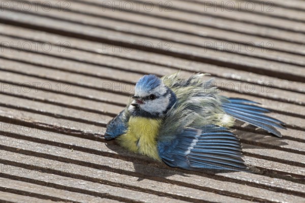Eurasian Blue Tit (Cyanistes caeruleus) sunbathing on wood terrace, Mecklenburg-Western Pomerania, Germany