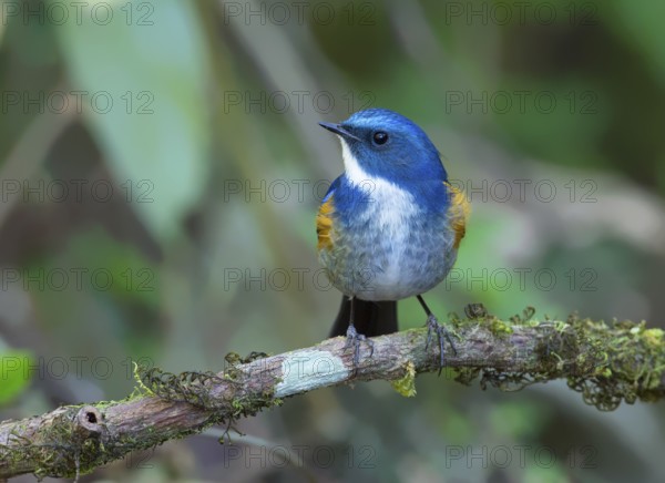 Himalayan Bluetail (Tarsiger rufilatus) male, Thailand