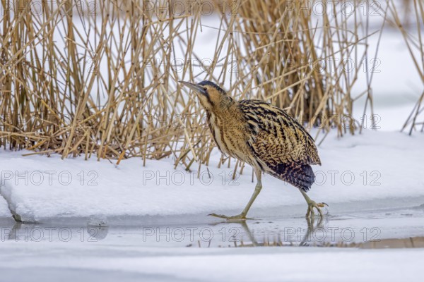 Eurasian bittern, great bittern (Botaurus stellaris) foraging well camouflaged in the snow in reed bed, reedbed along lake shore in winter