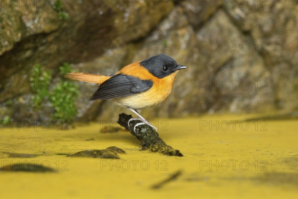 Black-and-orange Flycatcher (Ficedula nigrorufa) male perched on a branch, Kerala, India