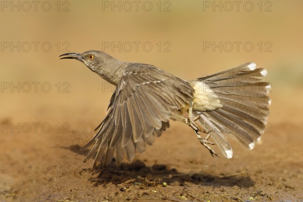 Curve-billed Thrasher (Toxostoma curvirostre) flying, Texas, USA