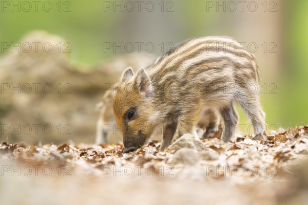 Wild boar (Sus scrofa) piglet standing in a forest, Bavaria, Germany