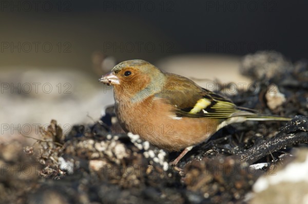 Common Chaffinch (Fringilla coelebs) male, Schleswig-Holstein, Germany