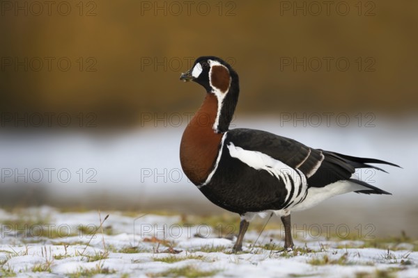 Red-breasted Goose (Branta ruficollis), Bavaria, Germany