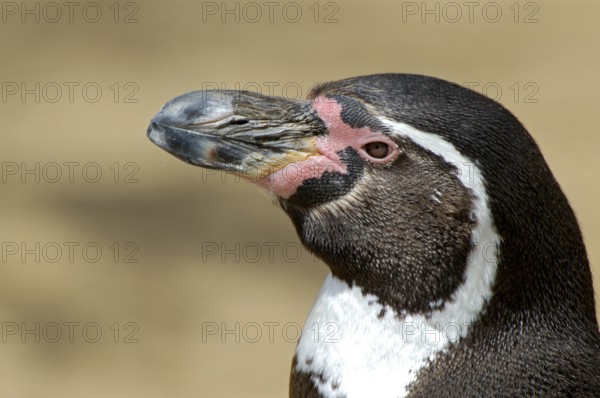 Humboldtpinguin (Spheniscus humboldti), Portrait, captive, Zoo/Gehege, NRW, Deutschland