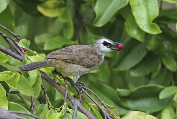 Yellow-vented Bulbul (Pycnonotus goiavier) feeding on red berries, Malaysia