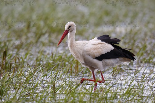 White Stork (Ciconia ciconia) foraging, Poland