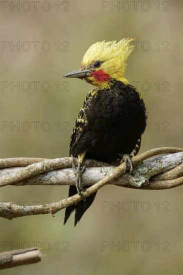 Blond-crested Woodpecker (Celeus flavescens) perched on a branch in the Atlantic Rainforest Region of Brazil