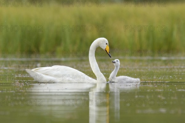 Whooper Swan (Cygnus cygnus) with chick, Iceland