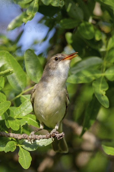 Olive warbler, (Hippolais olivetorum), animal, animals, bird, birds, biotope, habitat, perch, branch, twig, foraging, songbird, reed warbler family Lesvos, Greece