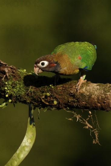 Brown-hooded Parrot (Pyrilia haematotis), Costa Rica