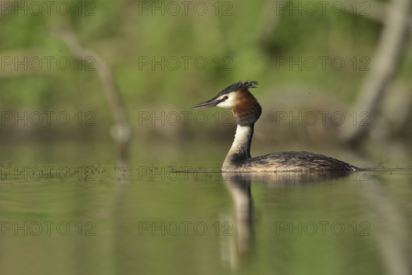 Great Crested Grebe (Podiceps cristatus), North Rhine-Westphalia, Germany