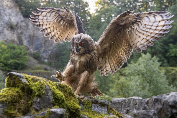 Eurasian Eagle-owl (bubo bubo) flying, Gerolstein, Rhineland-Palatinate, Germany