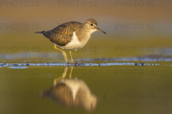 Common Sandpiper (Actitis hypoleucos), North Rhine-Westphalia, Germany