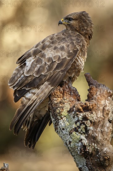 Common Buzzard (Buteo buteo), perched on a branch, Castile and Leon, Spain