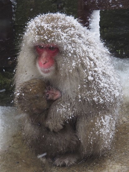 Snow monkey (Macaca fuscata)