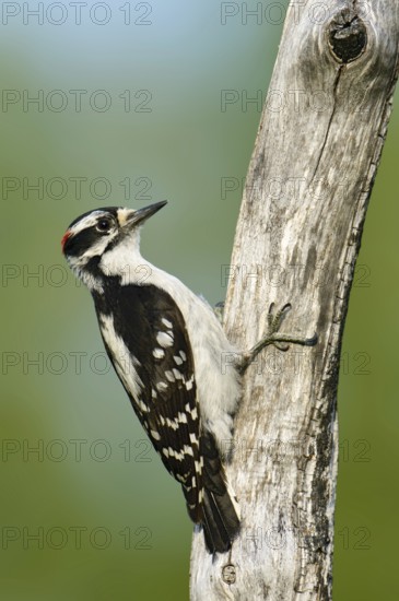 Downy Woodpecker (Dryobates pubescens) male, British Columbia, Canada