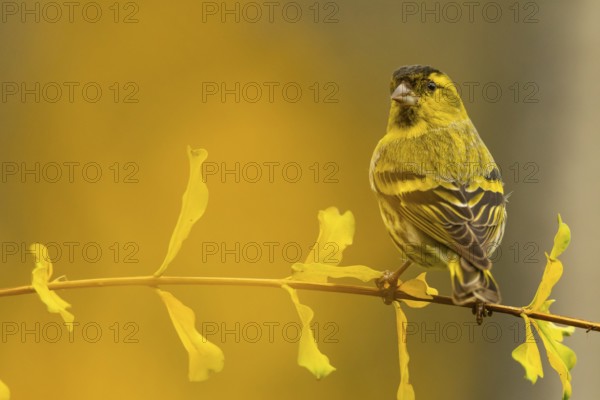 A striking image of a European siskin, Spinus spinus, gracefully perched on a branch with delicate yellow leaves, highlighted by a warm, diffused background