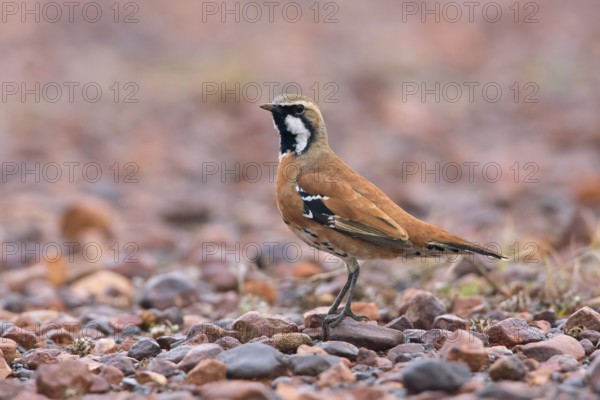 Cinnamon Quail-thrush (Cinclosoma cinnamomeum) male, South Australia, Australia