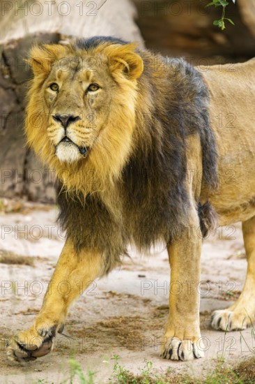 Asiatic lion (Panthera leo persica) male walking around on the ground, captive, Germany