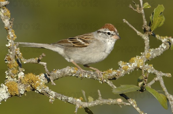 Chipping Sparrow (Spizella passerina), Texas, USA