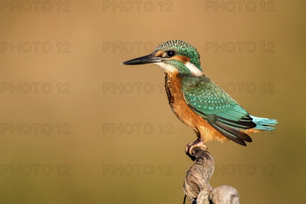 Common Kingfisher (Alcedo atthis) perched on a branch, Andalusia, Spain
