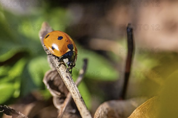 Close-up of a ladybird on a branch in front of a blurred background with green leaves, A ladybird on a branch in the forest near Jena in Thuringia (Coccinellidae)