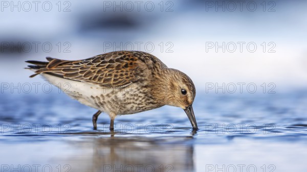 Red Knot (Calidris canutus) foraging, Mecklenburg-Western Pomerania, Germany