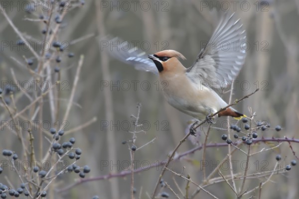 Bohemian Waxwing (Bombycilla garrulus), North Rhine-Westphalia, Germany