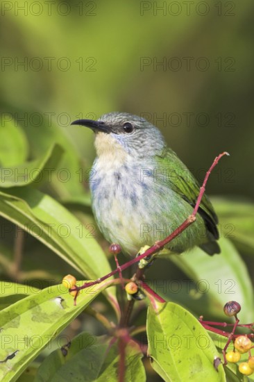 Shining Honeycreeper (Cyanerpes lucidus) female, Costa Rica