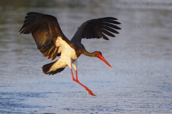 Black Stork (Ciconia nigra) flying, Greece