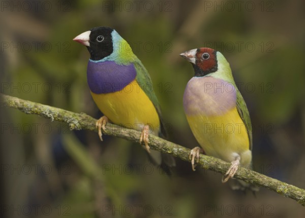 Gouldian Finch (Erythrura gouldiae) female