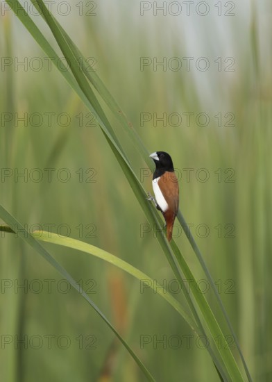 Tricolored Munia (Lonchura malacca), Sri Lanka