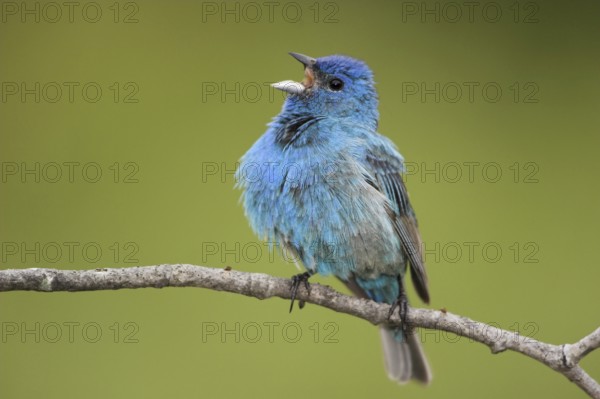 Indigo Bunting (Passerina cyanea) male singing, Ontario, Canada
