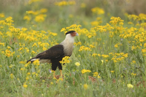 Northern Crested Caracara (Caracara cheriway), Texas, USA