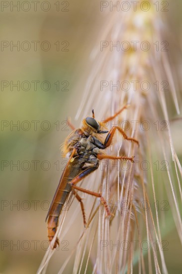 Stenopogon species, robberfly, Muselievo, ????????? / Muselievo, ?????? / Pleven, Bulgaria