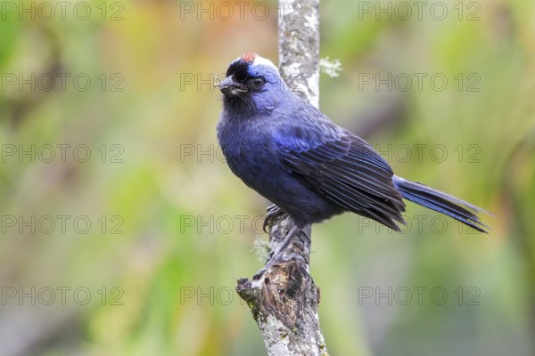 Diademed Tanager (Stephanophorus diadematus) perched on a branch in the Atlantic rainforest of southeast Brazil