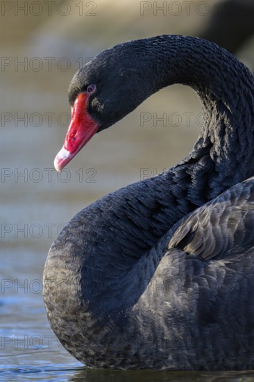 Black swan (Cygnus atratus) Mourning swan, red beak, red eye, profile shot, close-up, on the water, Herdecke, North Rhine-Westphalia, Germany