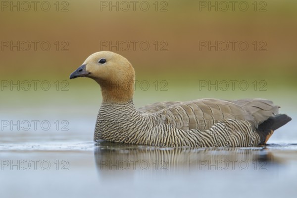 Ruddy-headed Goose (Chloephaga rubidiceps) feeding along the shoreline in the Falkland Islands